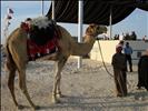 Camel show in Qatar